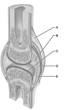    Figure 9.1 Use the diagram above to answer the following questions. -Which letter indicates the joint/articular cavity that contains a small amount of synovial fluid? A)  A B)  B C)  C D)  D E)  E