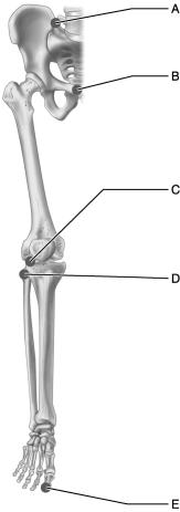    Figure 9.2 Use the diagram above to answer the following questions. -Which letter indicates an example of an interphalangeal joint? A)  A B)  B C)  C D)  D E)  E