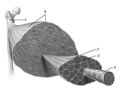    Figure 10.1 Use the diagram above to answer the following questions. -Identify the letter that indicates the muscle fiber. A)  A B)  B C)  C D)  D E)  E