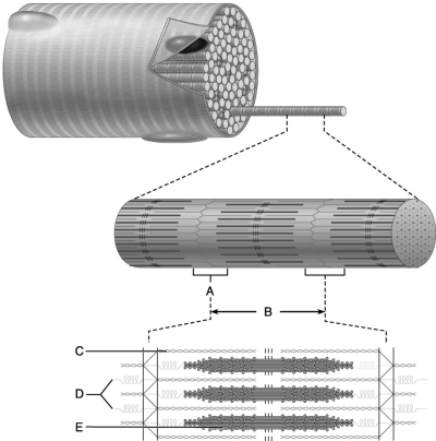    Figure 10.2 Use the diagram above to answer the following questions. -This structure is composed of thin (actin)  filaments. A)  A B)  B C)  C D)  D E)  E