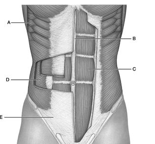    Figure 11.1 Use the diagram above to answer the following questions. -Identify the letter that indicates the Aponeurosis of external oblique. A)  A B)  B C)  C D)  D E)  E