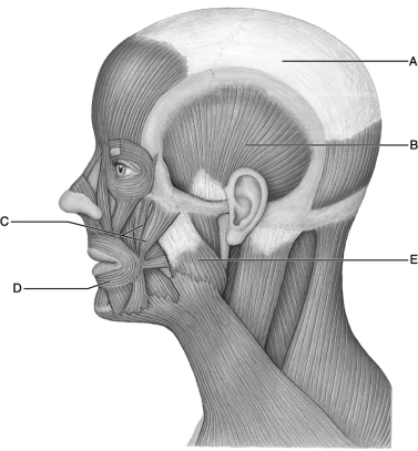    Figure 11.2 Use the diagram above to answer the following questions. -Identify the letter that indicates the Temporalis. A)  A B)  B C)  C D)  D E)  E