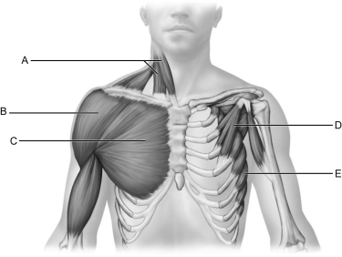    Figure 11.3 Use the diagram above to answer the following questions. -Identify the letter that indicates the Serratus anterior. A)  A B)  B C)  C D)  D E)  E