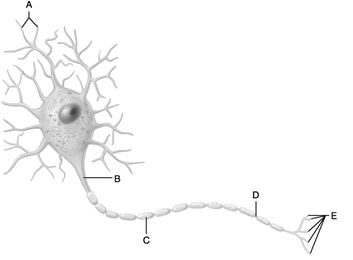    Figure 12.1 Use the diagram pictured above to answer the following questions. -Identify the letter that indicates the region of a neuron with a name that means  little hill.  A)  A B)  B C)  C D)  D E)  E