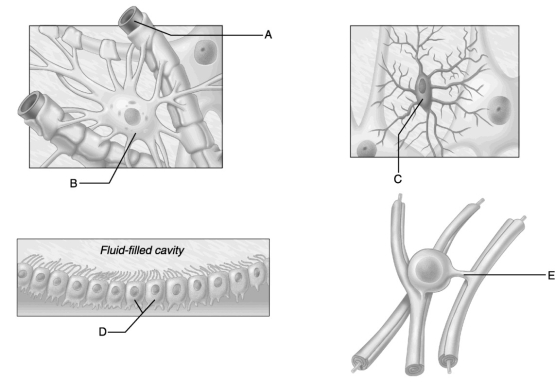    Figure 12.2 Use the diagrams above to answer the following questions. -Identify which diagram represents cells that produce and circulate cerebrospinal fluid. A)  A B)  B C)  C D)  D E)  E