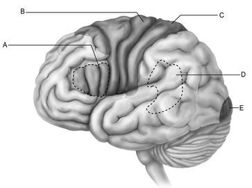   Figure 13.1 Use the diagram above to answer the following questions. -Which letter indicates Wernicke's area, which is important for understanding spoken words? A)  A B)  B C)  C D)  D E)  E