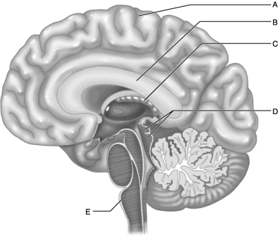    Figure 13.2 Use the diagram above to answer the following questions. -Which letter indicates the medulla, the functional neural connection between the pons and the spinal cord? A)  A B)  B C)  C D)  D E)  E
