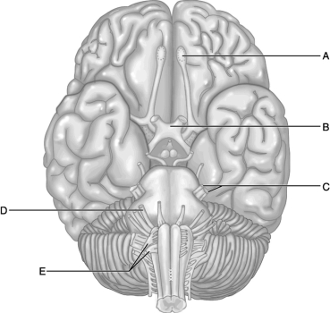    Figure 14.2 Use the diagram above to answer the following questions. -Which letter indicates the cranial nerve that has three major branches, and is cranial nerve V? A)  A B)  B C)  C D)  D E)  E