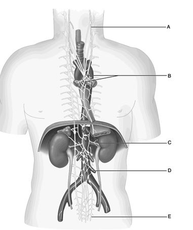    Figure 15.1 Use the diagram above to answer the following questions. -Which letter indicates the cardiac plexus? A)  A B)  B C)  C D)  D E)  E