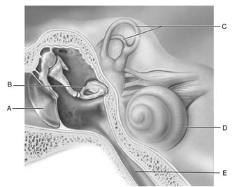    Figure 16.1 Use the diagram above to answer the following questions. -Identify the letter that indicates the structure that is important in equalizing air pressure on both sides of the eardrum. A)  A B)  B C)  C D)  D E)  E