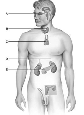    Figure 17.1 Use the diagram above to answer the following questions. -Immune organ that also secretes endocrine hormones. A)  A B)  B C)  C D)  D E)  E