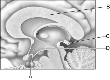    Figure 17.2 Use the diagram above to answer the following questions. -Identify the letter that indicates the hypophysis, which consists of an anterior and posterior lobe. A)  A B)  B C)  C D)  D E)  E