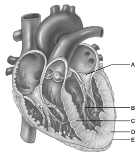    Figure 19.2 Use the diagram above to answer the following questions. -Identify the letter that indicates the thicker myocardial layer of the left ventricle. A)  A B)  B C)  C D)  D E)  E
