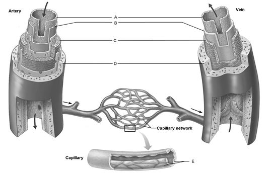    Figure 20.1 Use the diagram above to answer the following questions. -Identify the letter that is indicating endothelial cells. A)  A B)  B C)  C D)  D E)  E