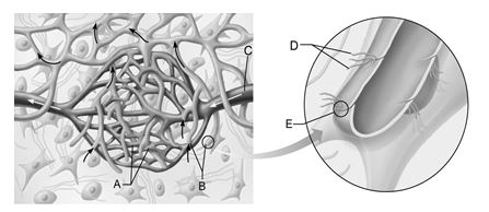    Figure 21.1 Use the diagram above to answer the following questions. -Identify the letter that indicates the unique arrangement of endothelial cells that comprise lymphatic capillaries. A)  A B)  B C)  C D)  D E)  E