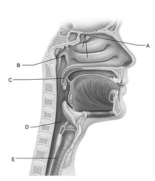    Figure 22.1 Use the diagram above to answer the following questions. -Identify the letter that indicates the opening of the pharyngotympanic tube. A)  A B)  B C)  C D)  D E)  E