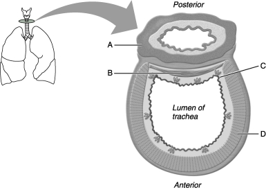    Figure 22.2 Use the diagram above to answer the following questions. -Identify the letter that indicates a muscular tube that propels swallowed food to the stomach. A)  A B)  B C)  C D)  D E)  E