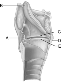    Figure 22.3 Use the diagram above to answer the following questions. -Identify the letter that indicates the cartilage that has a laryngeal prominence that is also known as the  Adam's apple.  A)  A B)  B C)  C D)  D E)  E