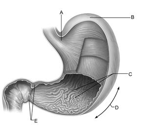 <strong> Figure 23.1 Use the diagram above to answer the following questions. Identify the letter that indicates folds that allow for expansion of the stomach.</strong> A) A B) B C) C D) D E) E
