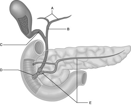 <strong> Figure 23.2 Use the diagram above to answer the following questions. Identify the letter that indicates the duct that directs both digestive enzymes and bile to the duodenum.</strong> A) A B) B C) C D) D E) E