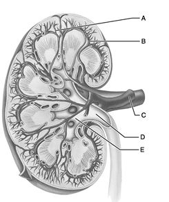    Figure 24.1 Use the diagram above to answer the following questions. -Identify the letter that indicates the blood vessel that branches from the abdominal aorta carrying oxygenated blood to the kidney. A)  A B)  B C)  C D)  D E)  E