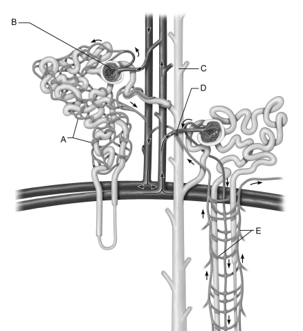    Figure 24.2 Use the diagram above to answer the following questions. -Identify the letter that indicates the region of the nephron with receptors sensitive to antidiuretic hormone (ADH) . A)  A B)  B C)  C D)  D E)  E