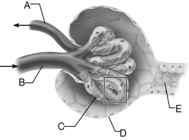   Figure 24.3 Use the diagram above to answer the following questions. -Identify the letter that indicates blood vessels covered by podocytes. A)  A B)  B C)  C D)  D E)  E