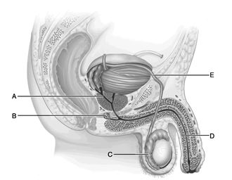    Figure 25.1 Use the diagram above to answer the following questions. -Identify the letter that indicates the organ that serves as common passageway for semen and urine in men. A)  A B)  B C)  C D)  D E)  E