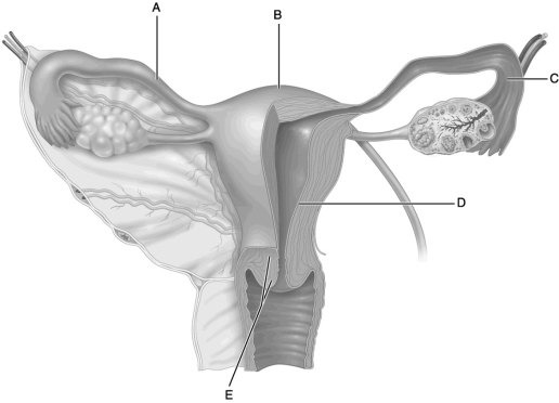    Figure 25.2 Use the diagram above to answer the following questions. -Identify the letter that indicates the organ where fertilization normally occurs. A)  A B)  B C)  C D)  D E)  E