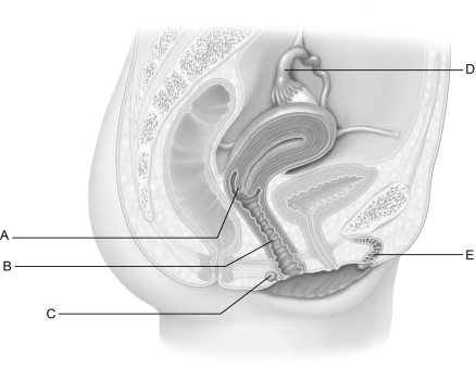    Figure 25.3 Use the diagram above to answer the following questions. -Identify the letter that indicates the  neck  of the uterus. A)  A B)  B C)  C D)  D E)  E