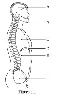   -Label A points to the ________ cavity. A)  thoracic B)  pelvic C)  cranial D)  abdominal