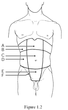 <strong>  Which region is the umbilical region?</strong> A) Label A B) Label B C) Label C D) Label D E) Label E F) Label F <div style=padding-top: 35px> 