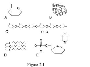    Using Figure 2.1, identify the following: -Which letter represents a carbohydrate polymer? A)  Label A B)  Label B C)  Label C D)  Label D E)  Label E