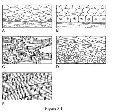    Using Figure 3.1, match the following: -The illustration of stratified squamous epithelium is ________. A)  Label A B)  Label B C)  Label C D)  Label D E)  Label E