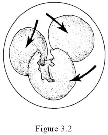   The cell shown in Figure 3.2 has been placed into a(n)  ________ solution. A)  hypertonic B)  hypotonic C)  isotonic D)  equilibrium