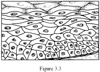   The tissue shown in Figure 3.3 most likely ________. A)  contracts to produce movement B)  transmits electrochemical impulses C)  covers and lines body surfaces D)  stores fat E)  contains a matrix