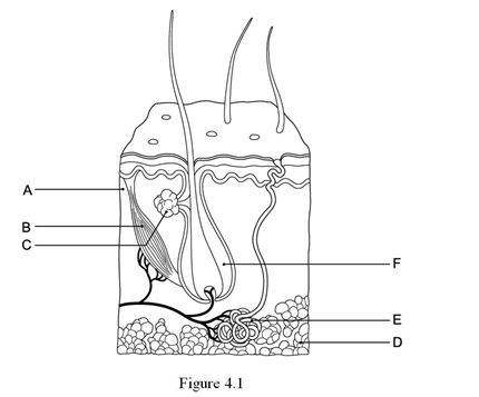    Using Figure 4.1, identify the following: -The hair follicle is indicated by ________. A) Label A B) Label B C) Label C D) Label D E) Label E F) Label F