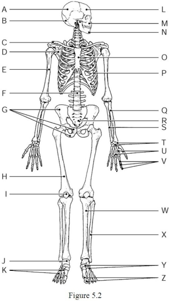    Using Figure 5.2, identify the following: -The manubrium and xiphoid process are markings on the bone indicated by ________. A)  Label O B)  Label N C)  Label A D)  Label K E)  Label B