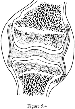   The type of joint shown in Figure 5.4 is ________. A)  a suture B)  a fibrous joint C)  an amphiarthrotic joint D)  a cartilaginous joint E)  a synovial joint