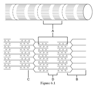    Using Figure 6.1, match the following: -The H zone, located within the A band, lacks thin filaments and is represented by ________. A)  Label A B)  Label B C)  Label C D)  Label D