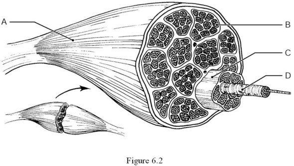    Using Figure 6.2, match the following: -The muscle fiber (cell)  is indicated by ________. A)  Label A B)  Label B C)  Label C D)  Label D