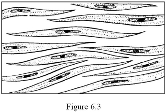   The type of muscle tissue pictured in Figure 6.3 is ________. A)  skeletal muscle B)  voluntary C)  striated D)  found only in the heart E)  smooth muscle
