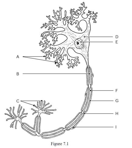    Using Figure 7.1, identify the following: -The axon is indicated by ________. A)  Label B B)  Label F C)  Label H D)  Label I E)  Label A