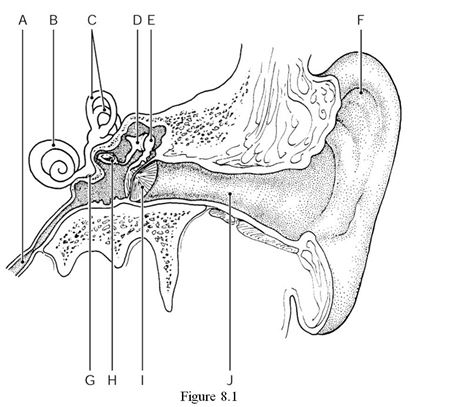    Using Figure 8.1, identify the following: -The tympanic membrane is indicated by ________. A)  Label F B)  Label D C)  Label H D)  Label I E)  Label J
