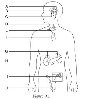    Using Figure 9.1, identify the following: -The producer of hormones released by the posterior pituitary is indicated by ________. A)  Label B B)  Label D C)  Label J D)  Label A E)  Label C