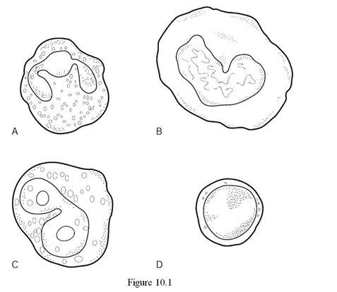    Using Figure 10.1, identify the following: -The neutrophil is indicated by ________. A)  Label A B)  Label B C)  Label C D)  Label D