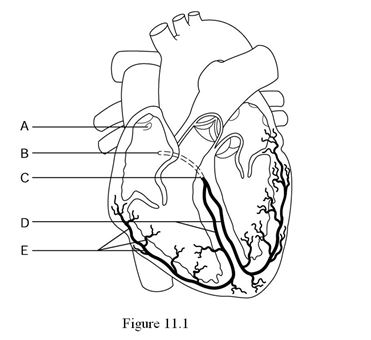    Using Figure 11.1, identify the following: -The atrioventricular bundle (bundle of His)  is represented by ________. A)  Label A B)  Label B C)  Label C D)  Label D E)  Label E