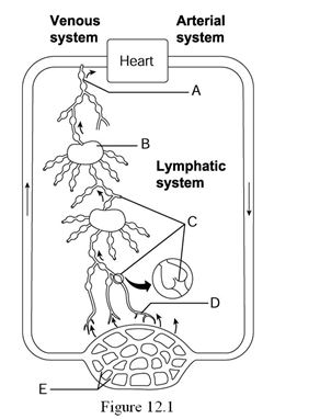    Using Figure 12.1, identify the following: -The lymph duct is indicated by ________. A)  Label A B)  Label B C)  Label C D)  Label D E)  Label E