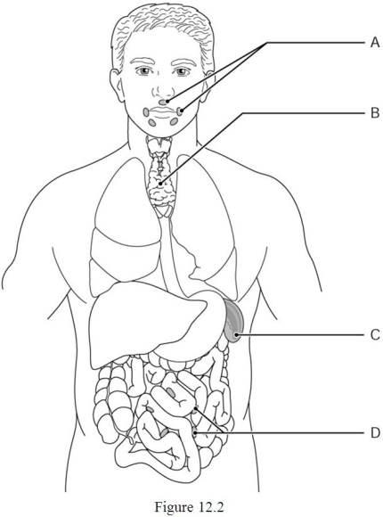    Using Figure 12.2, identify the following: -The spleen is indicated by ________. A)  Label A B)  Label B C)  Label C D)  Label D