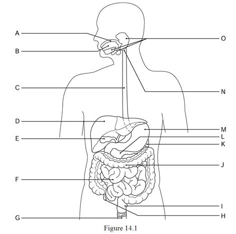    Using Figure 14.1, identify the following: -The small intestine is indicated by ________. A)  Label H B)  Label J C)  Label D D)  Label F E)  Label G